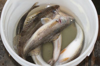 Walleye and Sauger in Bucket