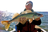 Walleye Caught By Rod Dimich