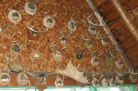 Deer Antlers Collection On Wall