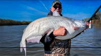 image links to fishing article about gow to catch big catfish during winter