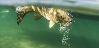 image links to fishing article about bass intellegence and catch ability