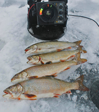 image 4 rainbow trout on the ice 
