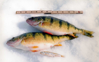 image of giant perch on ice